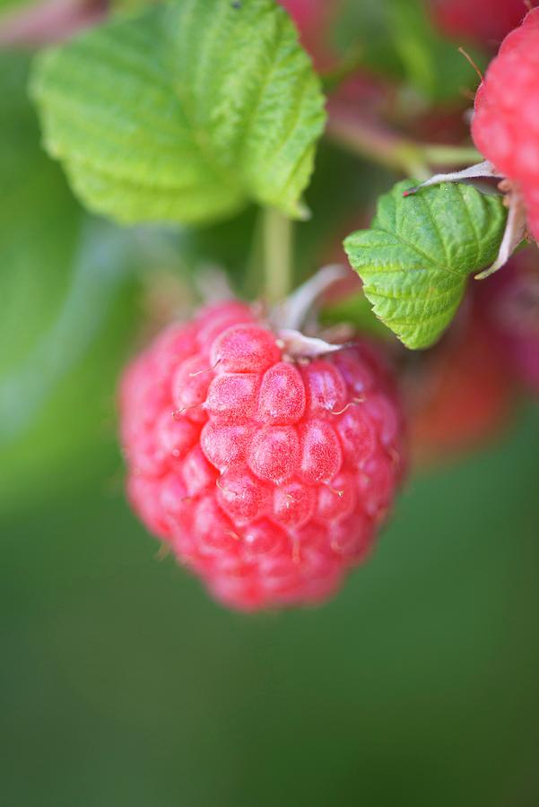 Closeup Of Raspberry Growing In Garden Photograph by Lars Hallstrm