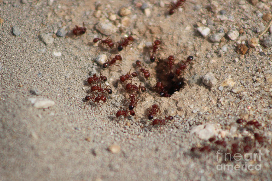 Closeup of Red Ants Working at Salton Sea 2 Photograph by Colleen Cornelius