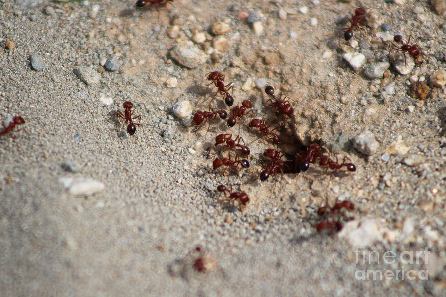 Closeup of Red Ants Working at Salton Sea 3 Photograph by Colleen Cornelius