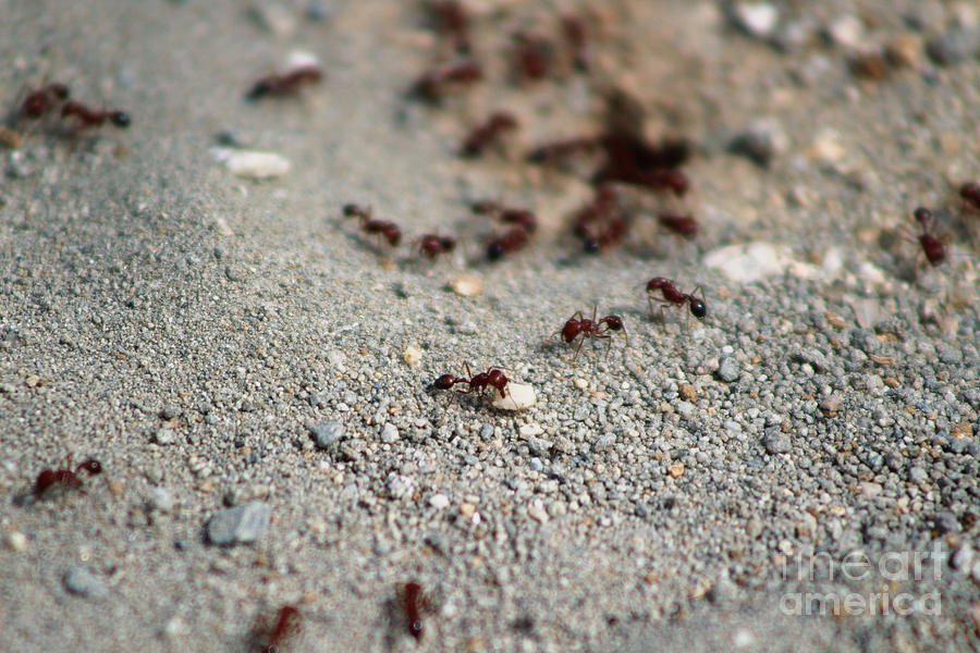 Closeup of Red Ants Working at Salton Sea Photograph by Colleen Cornelius