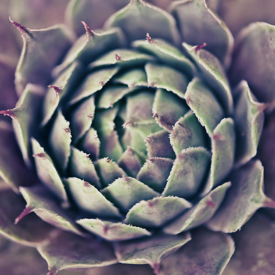 Closeup Of Sempervium, Succulent Photograph by Esra Eralp