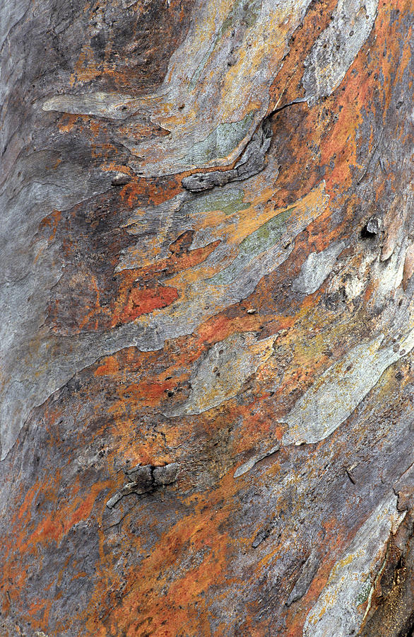Closeup Of Snow Gum Bark, Eucalyptus Photograph by Gunter Ziesler