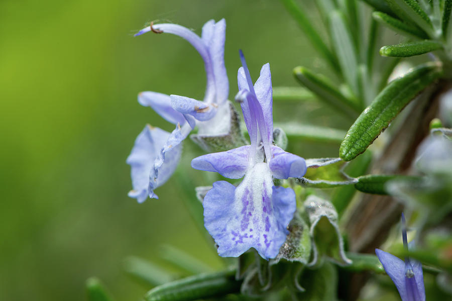 Closeup of the blossom of a rosemary Photograph by Stefan Rotter - Fine ...