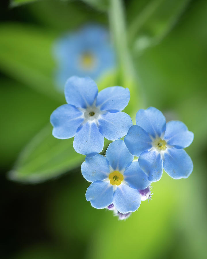 Closeup Of The Blossoms Of A Forget Me Not Flower Photograph By Stefan Rotter