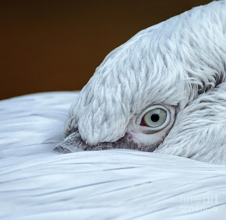 Closeup of the eye of a pelican Photograph by Ragnar Lothbrok