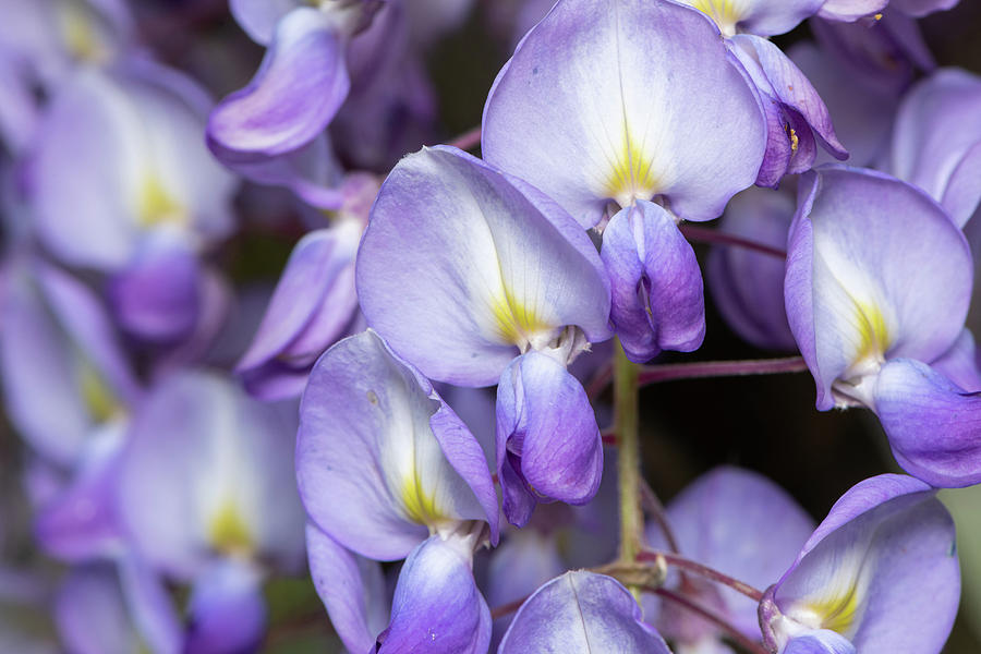 Closeup Of The Flowers Of A Wisteria Photograph