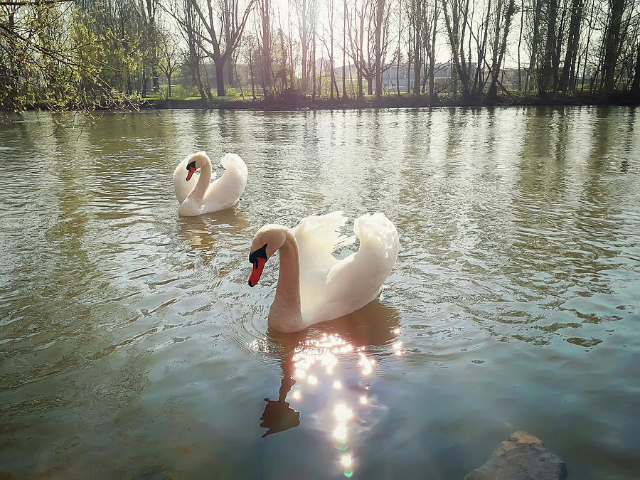 Closeup of two beautiful majestic white swans floating on the ri Photograph by PsychoShadow ART