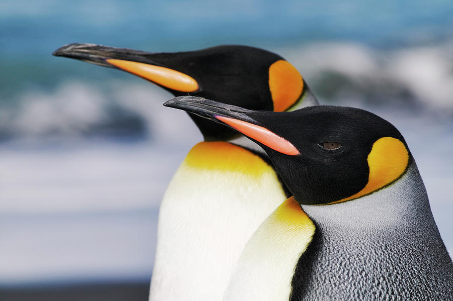Closeup Of Two King Penguins Photograph by Martin Harvey