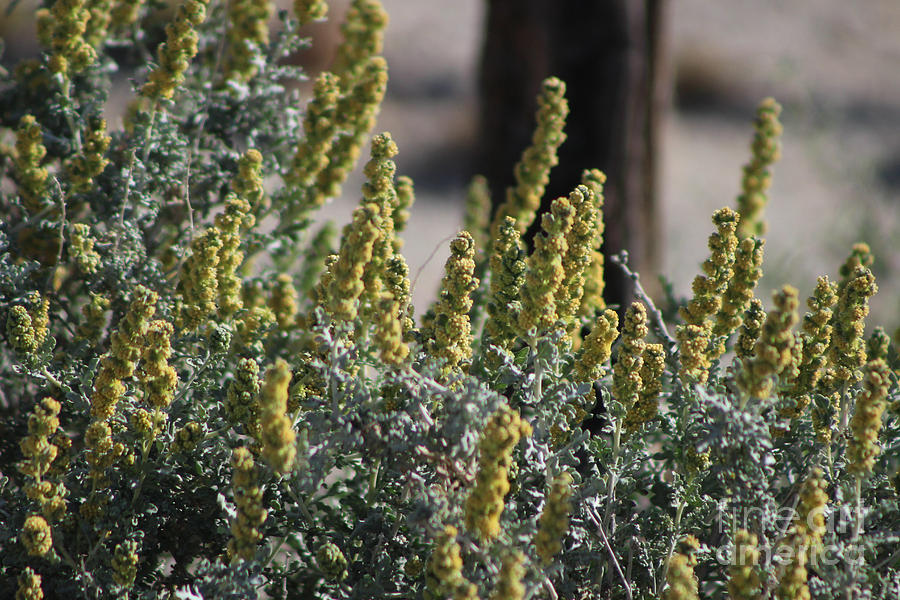 Closeup Of Wildflowers Landscape Coachella Preserve Photograph by Colleen Cornelius