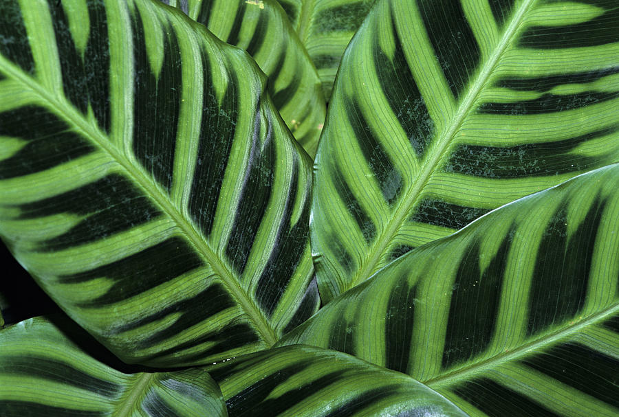 Closeup Of Zebra Plant Leaves, Calathea Photograph by Schafer & Hill