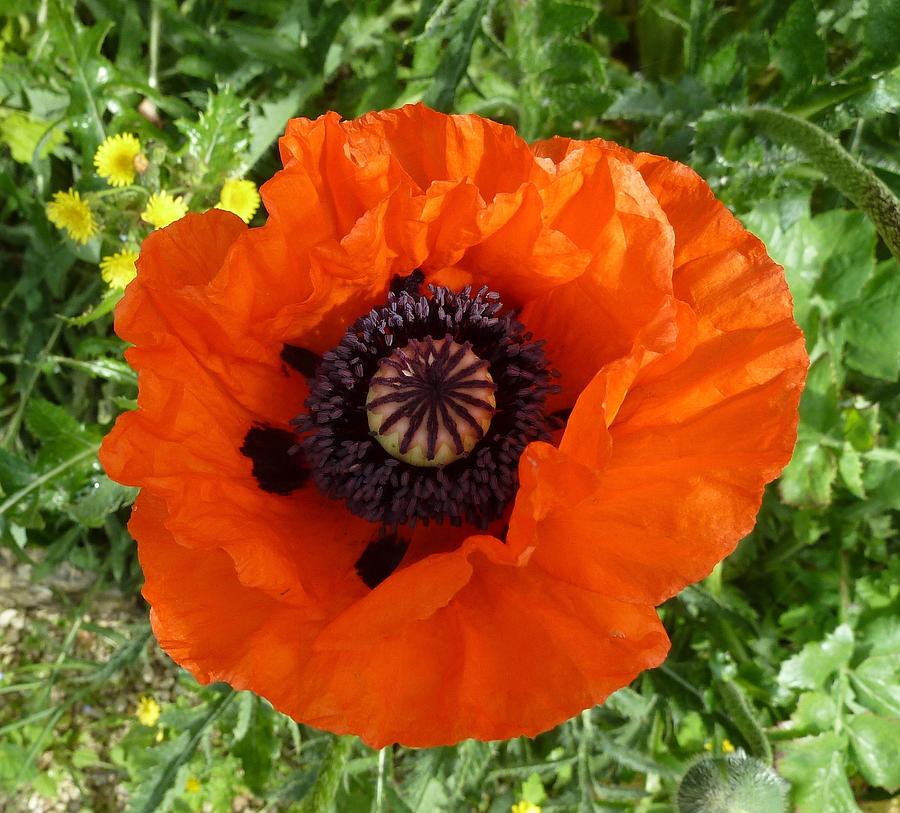 Vibrant Oriental Poppy From Cotswold England Photograph by Deborah League