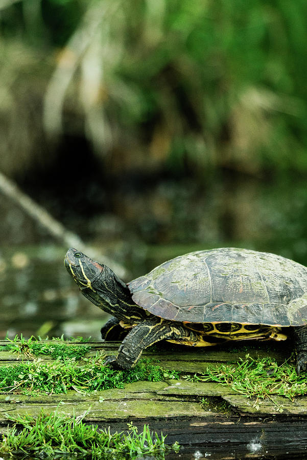 Closeup Side View Of A Wild Red-eared Slider On A Moss-covered Log ...