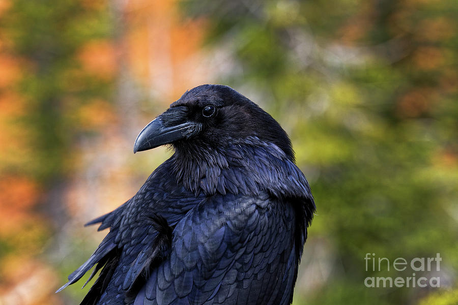 Raven Looking Backwards Photograph by Robert C Paulson Jr