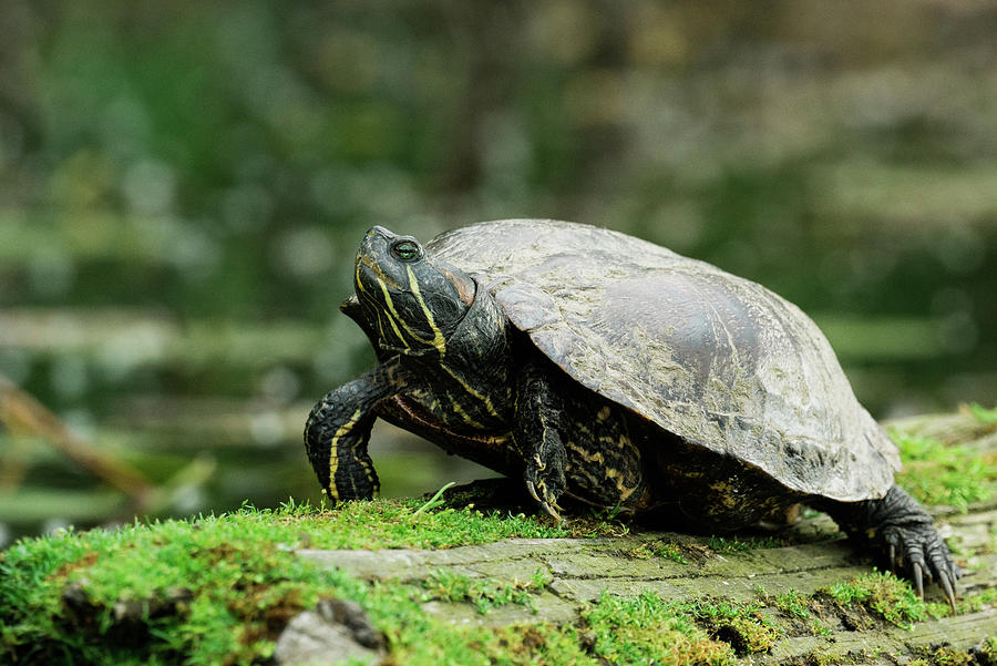 Closeup View Of A Large Red-eared Slider Turtle On A Mossy Log ...