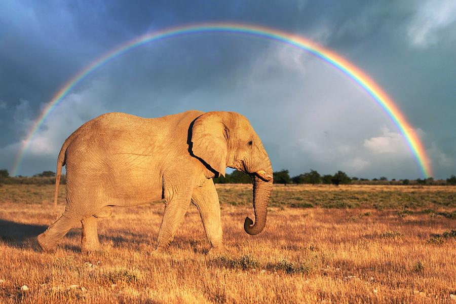 Closeup View Of Big African Elephant Photograph by Ivan Kmit