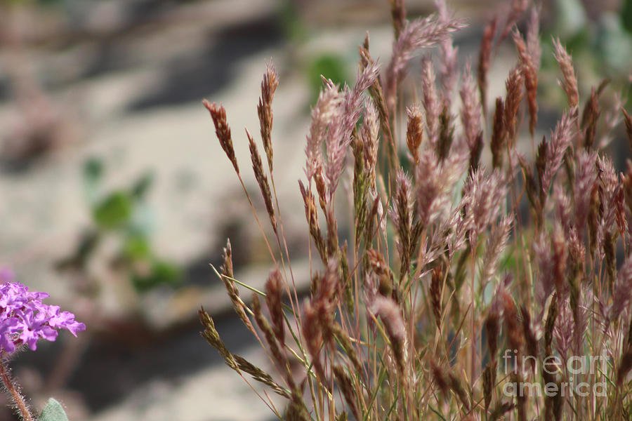Closeup Wild Grass And Purple Verbena At Coachella Wildlife Preserve Photograph