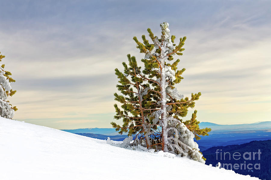 Closeup winter windblown ice coated conifer tree snowy hillside tree line colorful sky distant hills Photograph by Robert C Paulson Jr