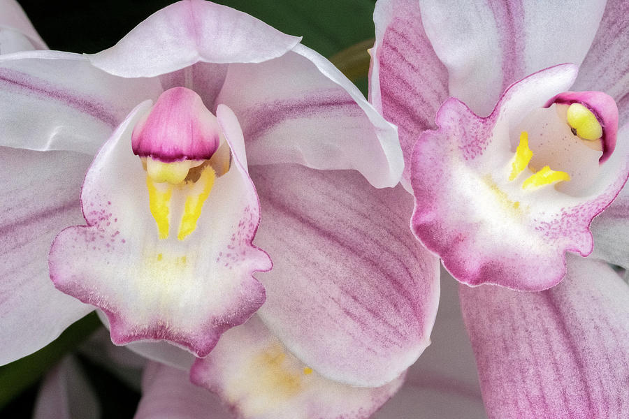 Orchid Photograph - Closeup,column,cymbidium,danita by Jim Engelbrecht