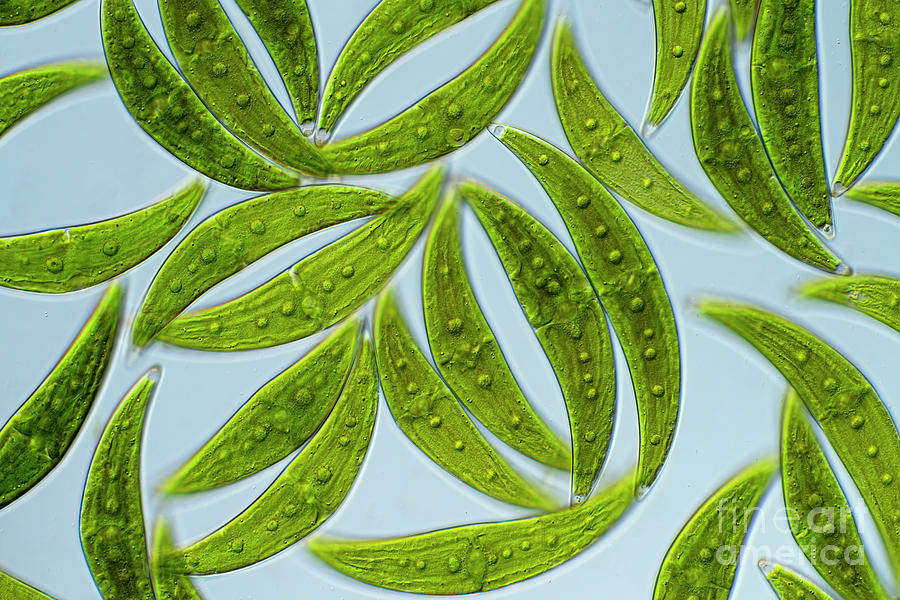 Closterium Moniliferum Algae Photograph by Frank Fox/science Photo Library
