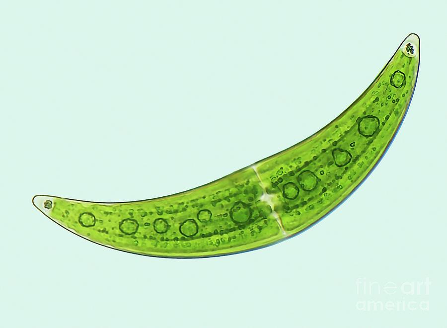 Closterium Photograph by Steve Gschmeissner/science Photo Library