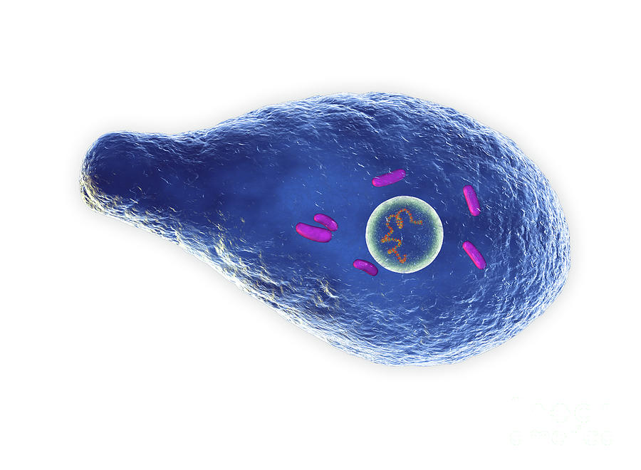Clostridium Botulinum Bacterium Photograph by Roger Harris/science ...
