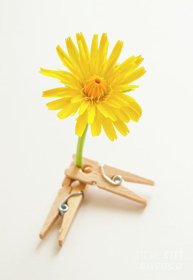 Clothespins and spring flowers Photograph by Jorgo Photography