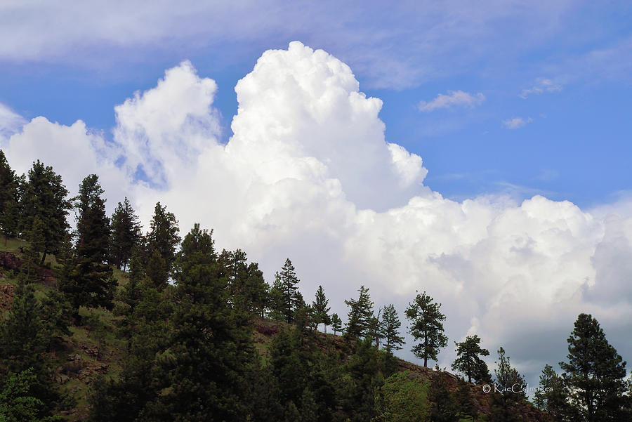 Cloud Backdrop For Pine Trees Photograph by Kae Cheatham