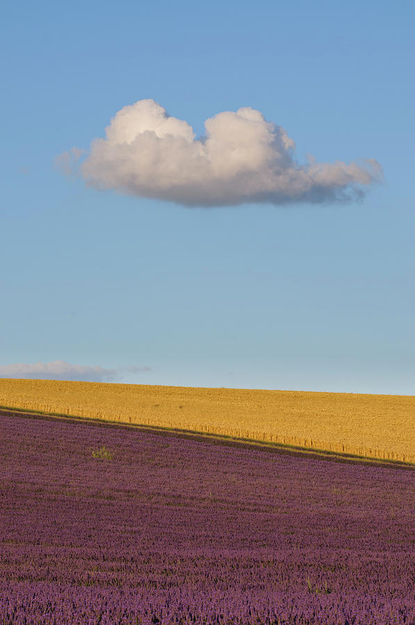 Cloud Passing Over Lavender Field Photograph by Photo © Stephen Chung