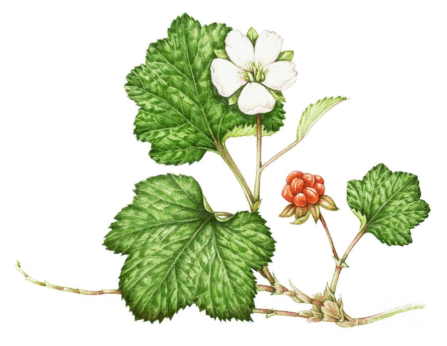 Cloudberry (rubus Chamaemorus) Photograph by Lizzie Harper/science Photo Library