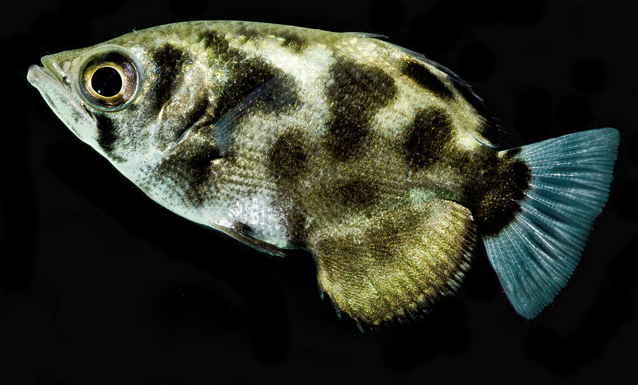Clouded Archerfish Toxotes Blythii Photograph by Dante Fenolio