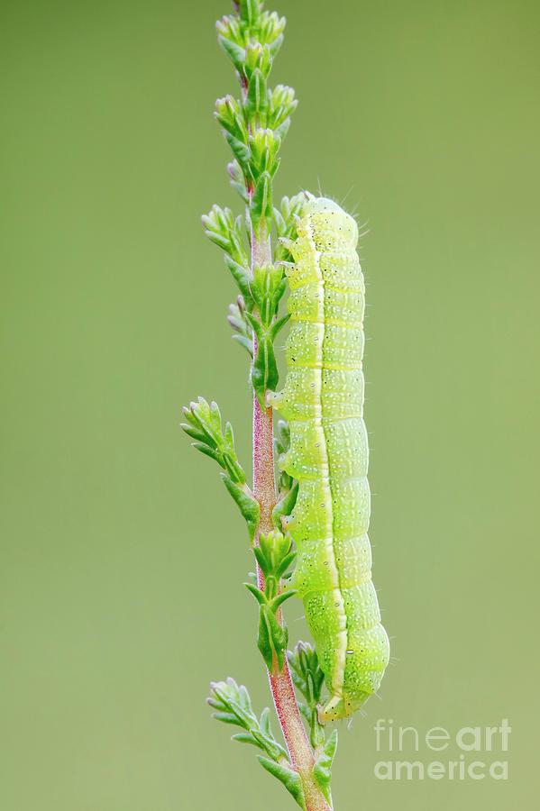 Clouded Drab Moth Caterpillar Photograph by Heath Mcdonald/science Photo Library