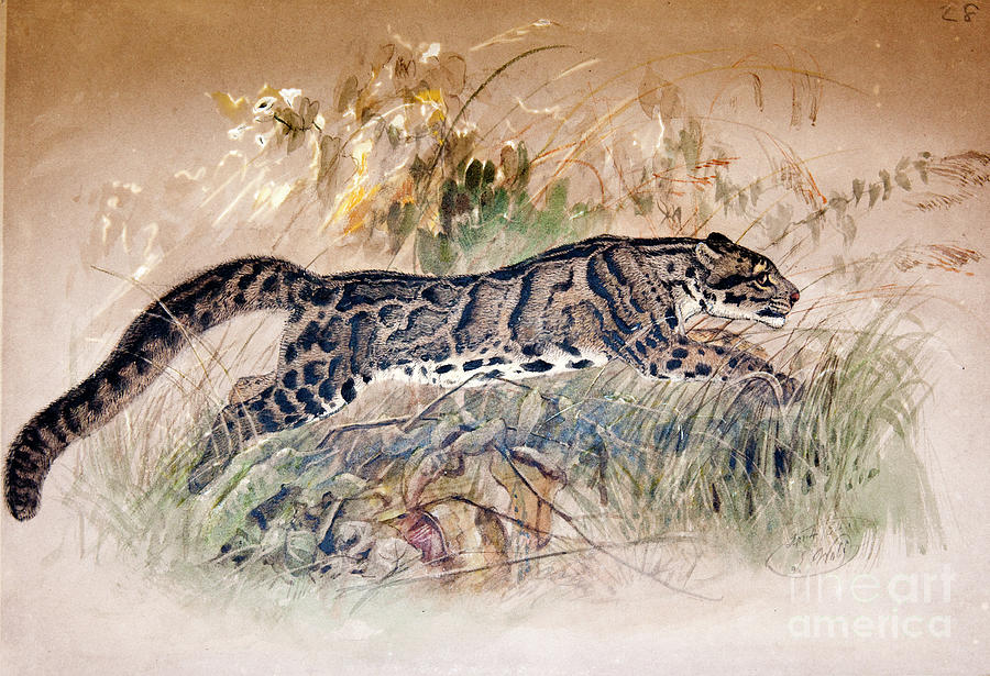 Clouded Leopard 1851 69 Painting By Joseph Wolf Fine Art America