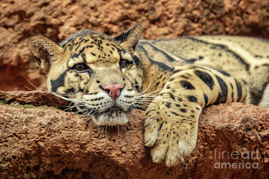 Clouded Leopard at Rest Photograph by Richard Smith