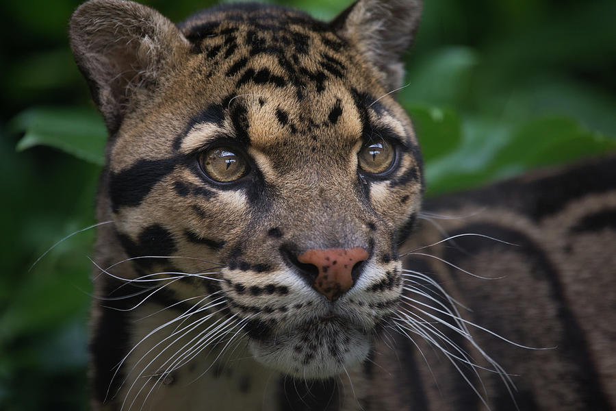 Clouded Leopard Photograph by Billy Currie Photography