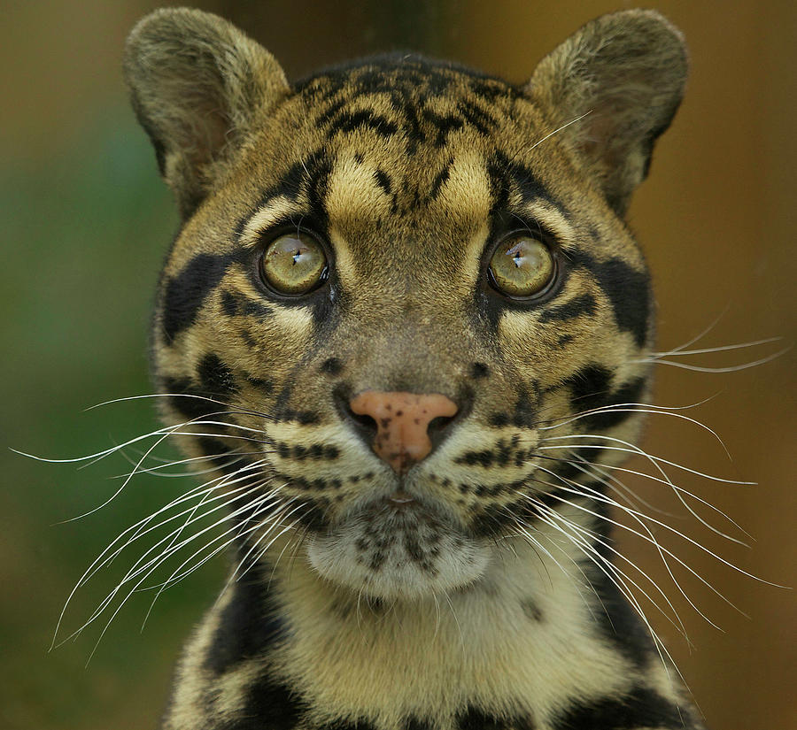 Clouded Leopard Photograph by Copyright Ania Jones.