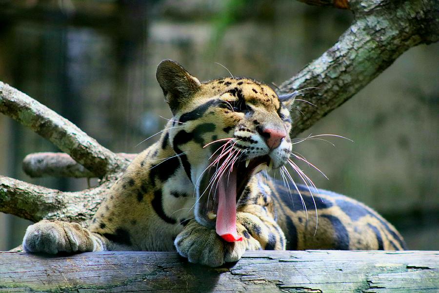 Clouded Leopard  Photograph by LaDonna McCray