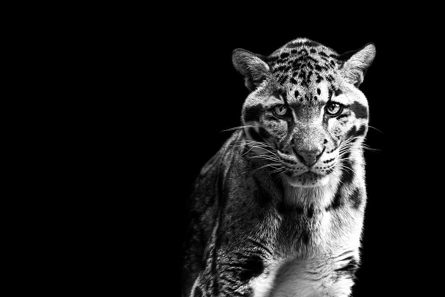 Clouded Leopard Photograph by Malcolm Macgregor