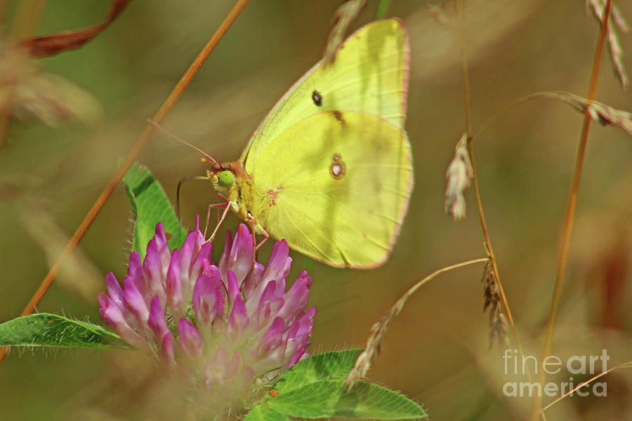 Butterfly Photograph - Clouded Sulfur Butterfly by Maili Page