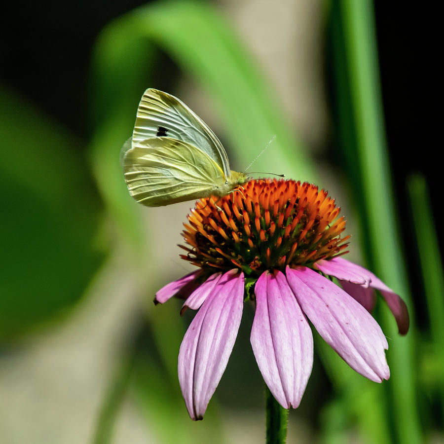 Clouded Sulphur Butterfly Photograph by Cathy Kovarik