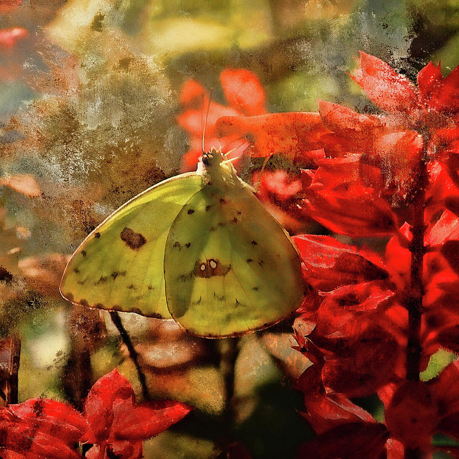 Cloudless Sulphur And Red Salvia Photograph by HH Photography of Florida