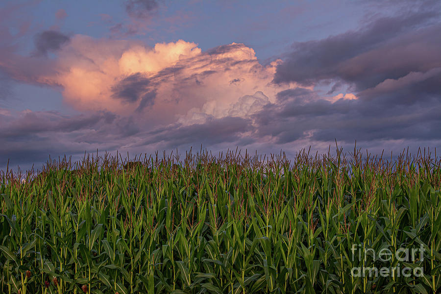 Clouds n Corn Photograph by Amfmgirl Photography