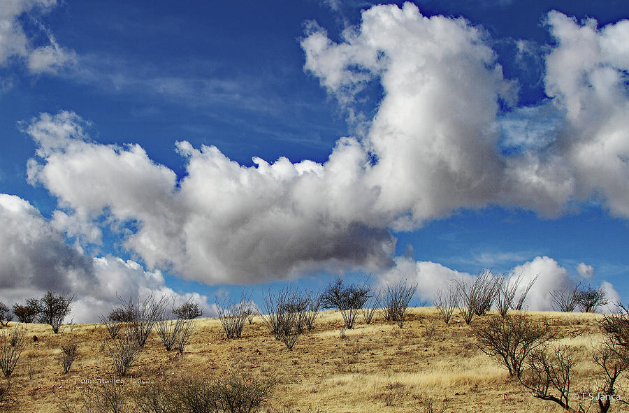 Clouds Ocotillos And Grass Digital Art by Tom Janca