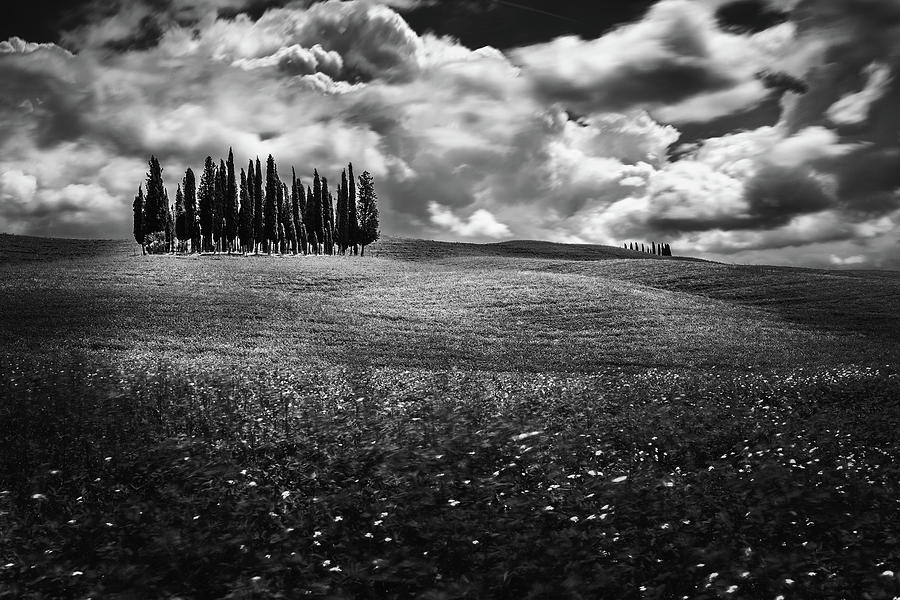 Cypress Trees Photograph - Clouds over cypress trees by Andrei Dima Cypress Trees Photograph - Clouds over cypress trees by Andrei Dima