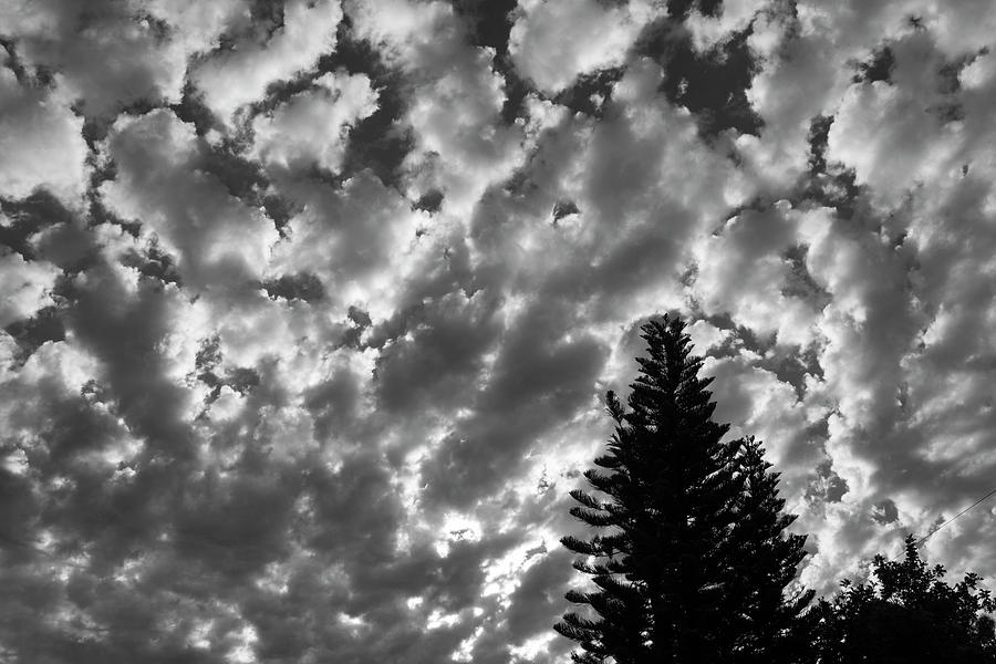 Clouds Over the Pine Photograph by Robert Wilder Jr