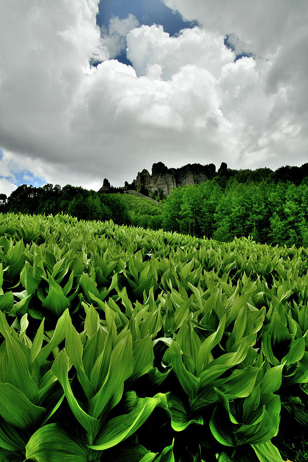 Clouds Roil over Big Cimarron Skunk Cabbage Photograph by Ray Mathis