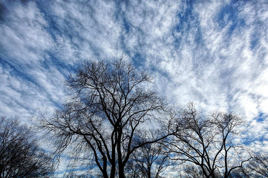 Clouds Sky and Trees in Winter Photograph by Robert Ullmann