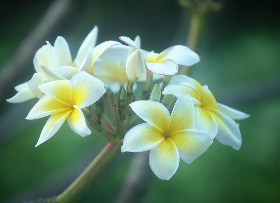 Cloudy Day Plumerias Photograph by Jade Moon
