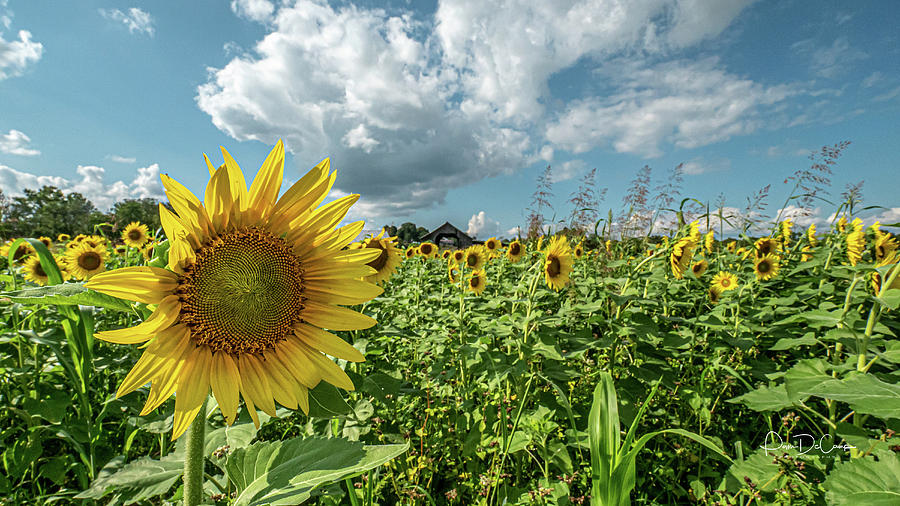 Cloudy Day with a Chance of Sunflowers Photograph by Pam DeCamp