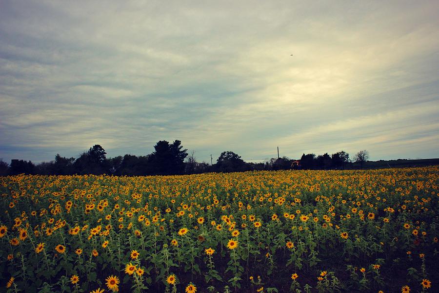 Cloudy Sunflowers by Candice Trimble Cloudy Sunflowers by Candice Trimble