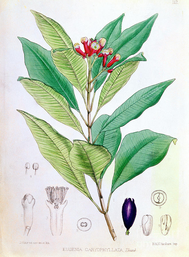 Nature Drawing - Clove, Flower Bud Of Syzygium by Print Collector